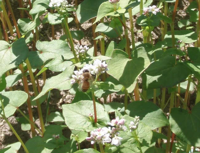Organic Buckwheat (Fagopyrum esculentum) Seeds – 200 ct