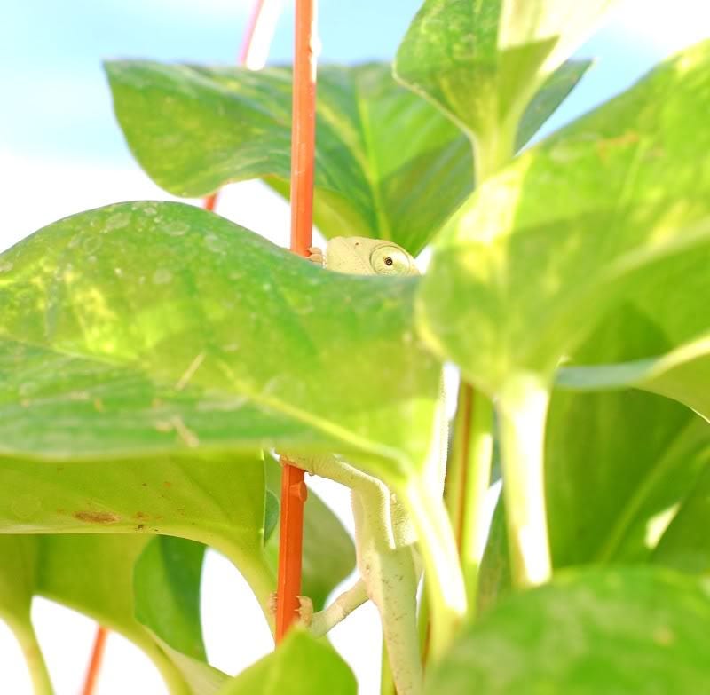 Fordhook Lima Bean (Phaseolus lunatus) Seeds – 20 ct