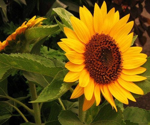 Incredible Dwarf Sunflower (Helianthus annuus) Seeds – 30 ct