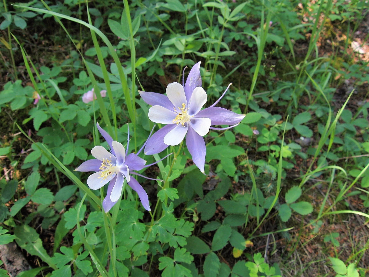 50 Blue Rocky Mountain Columbine (Aquilegia Caerulea) Seeds