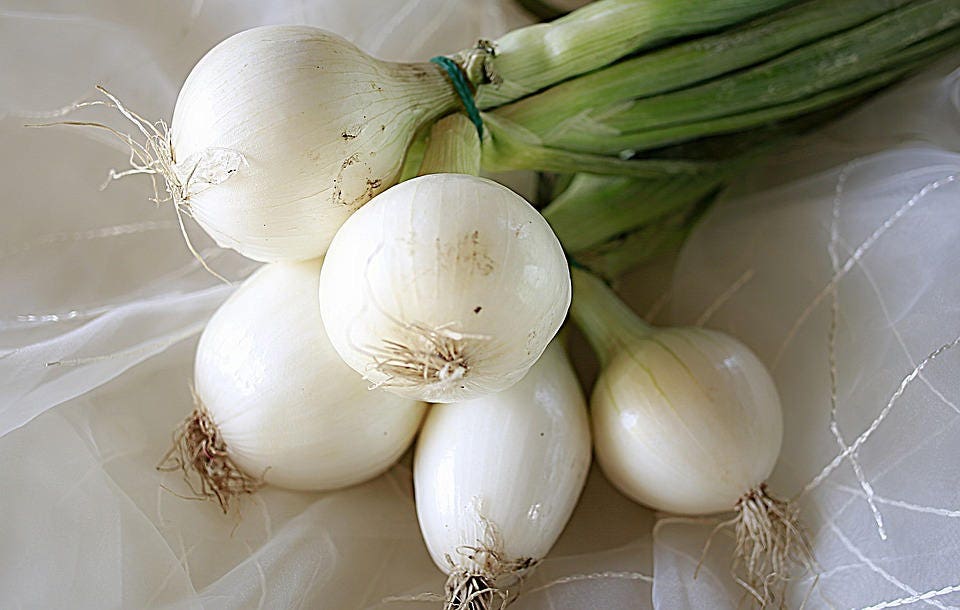 500 Crystal White WAX PEARL ONION Allium Cepa Vegetable Seeds