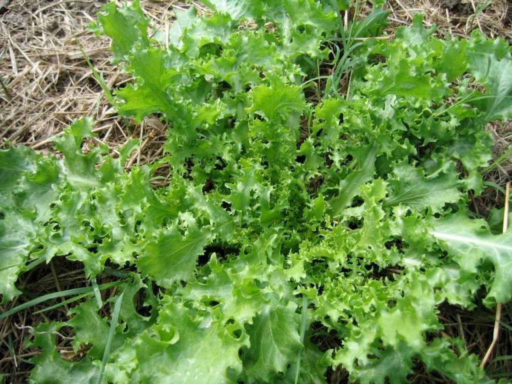 3000 Green Curled Endive / Escarole (Cichorium Endivia) Seeds