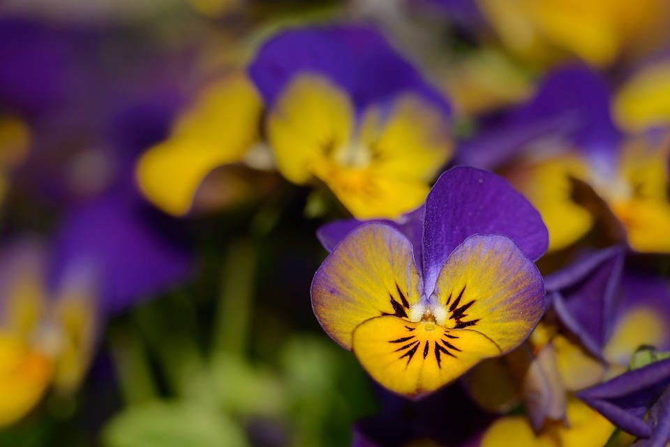 Dark Johnny Jump Up (Viola tricolor) Seeds – 50 ct