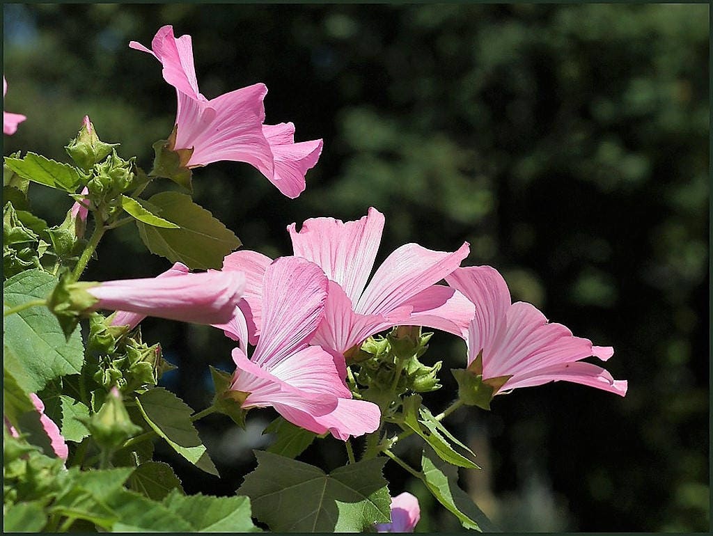 200 Rose Mallow (Hibiscus Lavatera Trimestris) Seeds