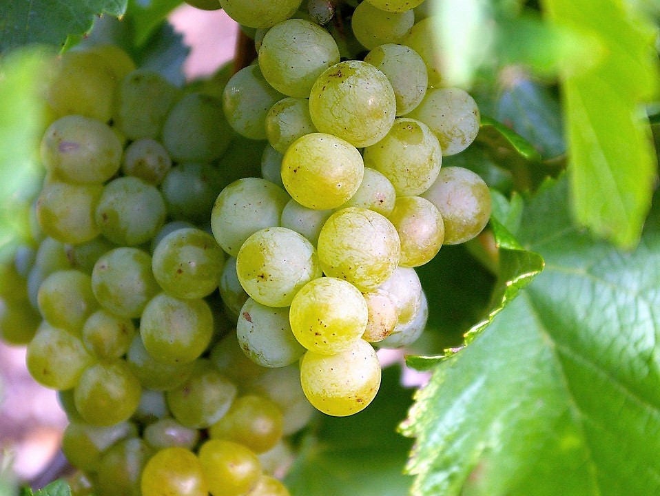 50 Green Table Grape (Vitis Vinifera) Seeds