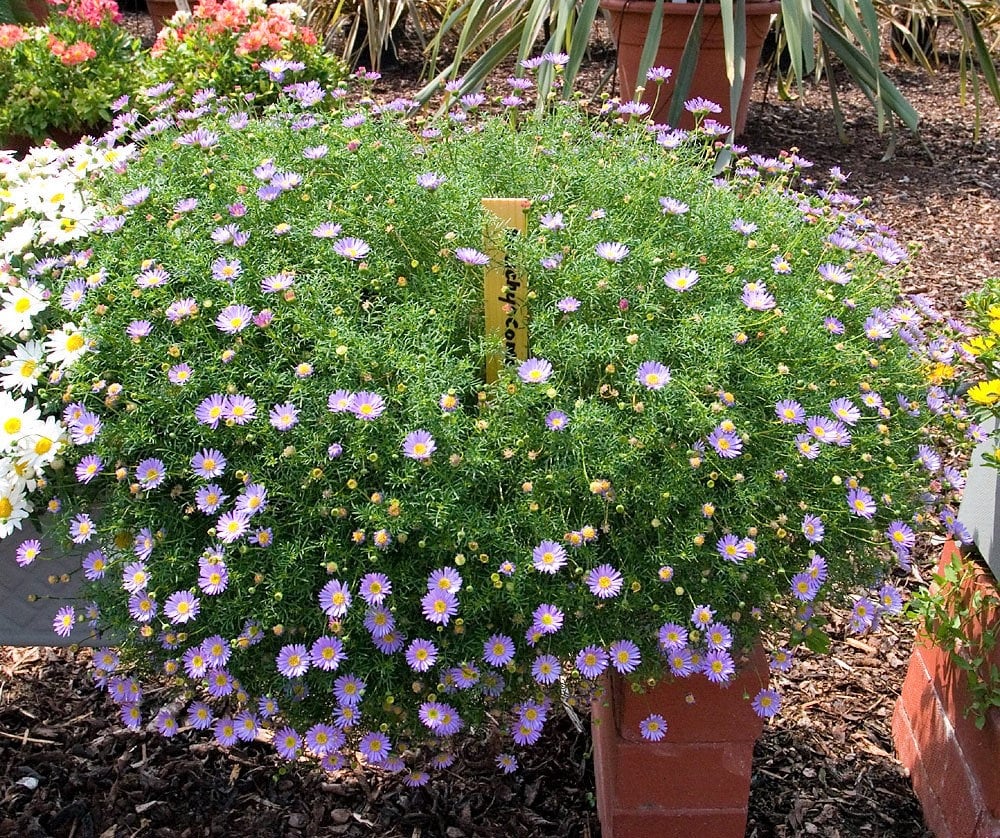 Mixed Swan River Daisy (Brachyscome iberidifolia) Seeds – 200 ct
