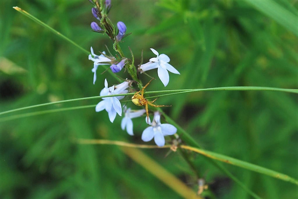 Palespike Lobelia (Lobelia spicata) Seeds – 300 ct