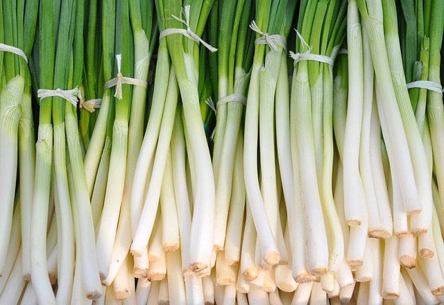 Evergreen Nebuka Bunching Onion (Allium fistulosum) Seeds – 300 ct