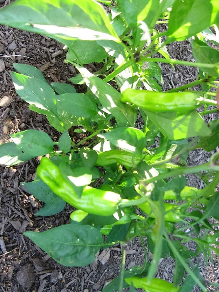 50 Greek Golden Pepper/ Pepperoncini (Capsicum Annuum) Seeds