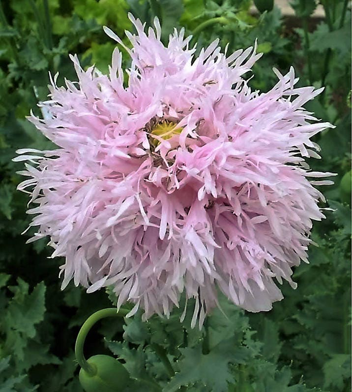 500 LILAC Pompom PEONY POPPY Papaver Laciniatum Purple Pompon Flower Seeds