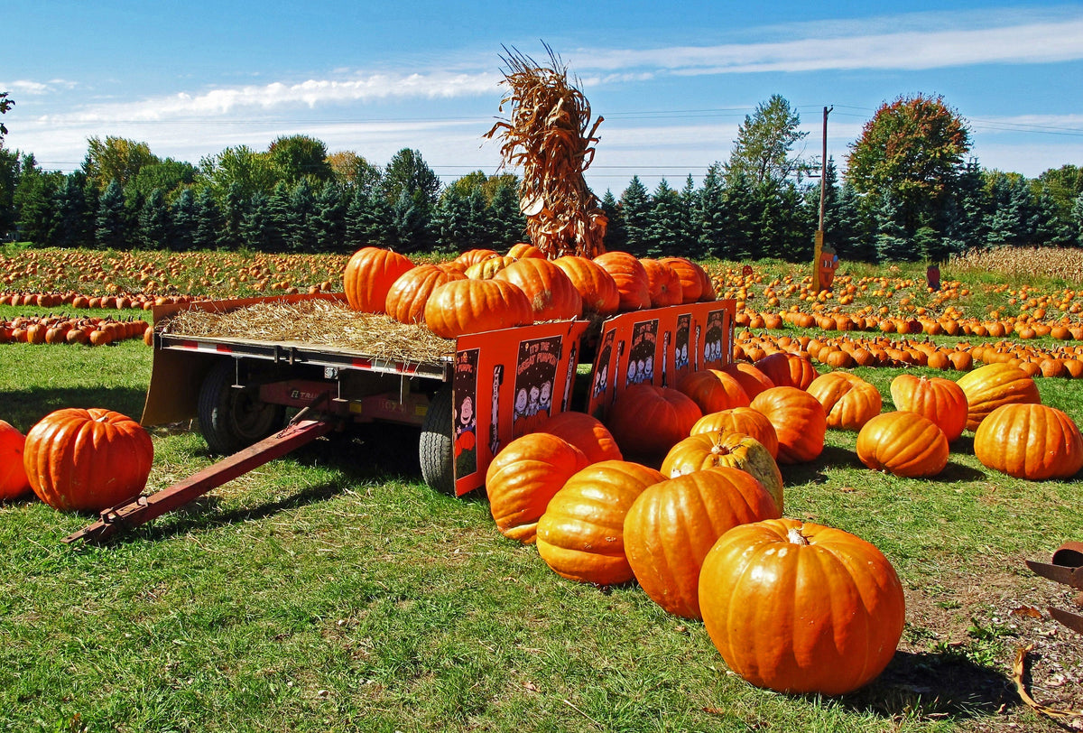 50 CONNECTICUT FIELD PUMPKIN BigTom Orange Yankee Cucurbita Pepo Vegetable Seeds