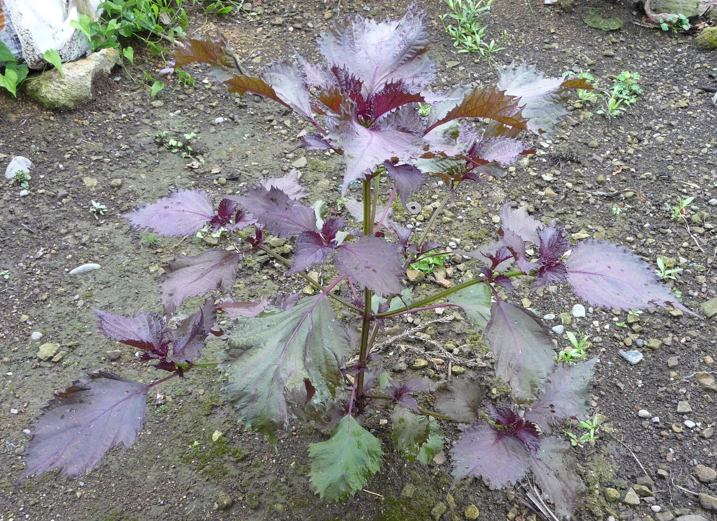 300 Purple Shiso (Perilla Frutescens) Seeds