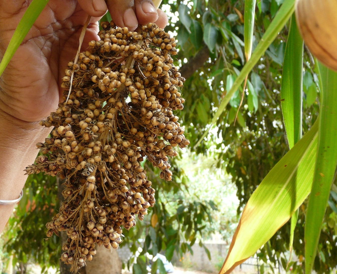 50 Top 76-6 Sorghum (Sorghum Bicolor) Seeds