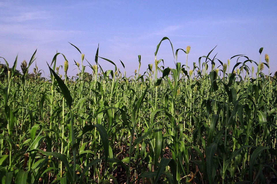 50 M81E SORGHUM Light Amber Syrup Bicolor Vegetable Grain Seeds