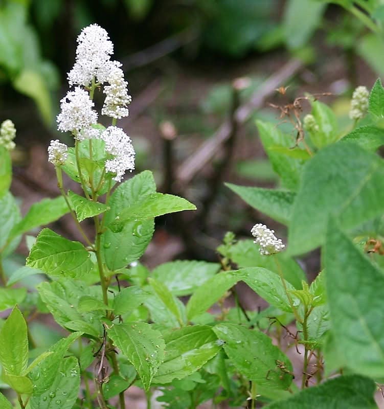 New Jersey Tea (Ceanothus americanus) Seeds – 20 ct