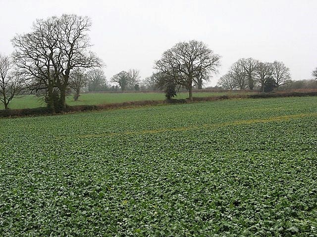 3000 Shogoin Turnip (Brassica Rapa) Seeds