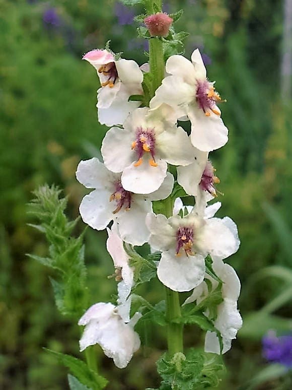 50 WEDDING CANDLES VERBASCUM Chaixii Album Mullein White Purple Flower Seeds