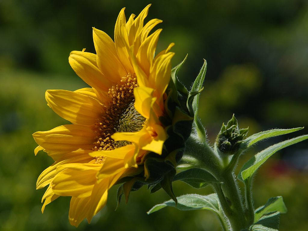 Hopi Sunflower (Helianthus annuus) Seeds – 50 ct