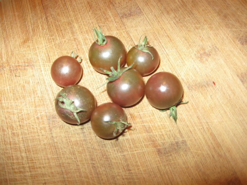 50 Black Cherry Tomato (Lycopersicon) Seeds