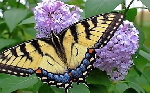 Mixed Butterfly Bush (Buddleja davidii) Seeds – 100 ct