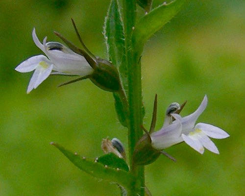 250 Indian Tobacco (Lobelia Inflata) Seeds