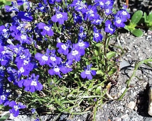 200 CRYSTAL PALACE LOBELIA Regatta Purple Blue Lobelia Erinus Flower Seeds