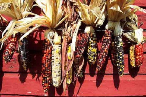 50 Indian Mini Mix Corn (Zea Mays) Seeds