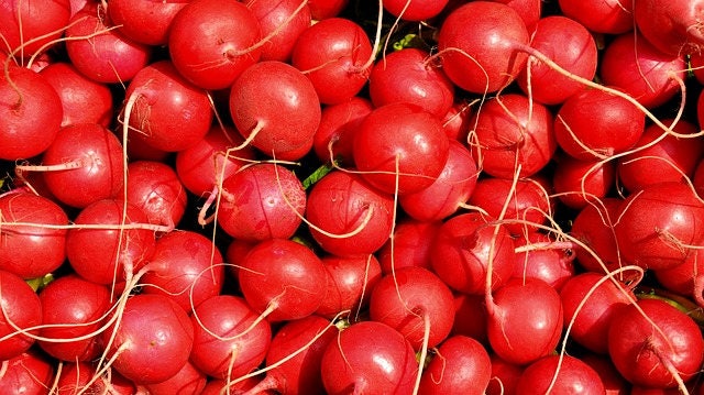 500 Champion Radish (Raphanus Sativus) Seeds