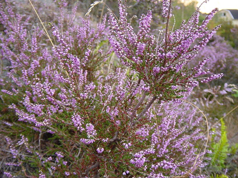 100 Scotch True Heather (Calluna Vulgaris) Seeds