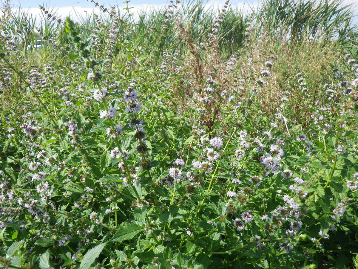 50 WHITE WOOD MINT Mentha Arvensis Wild Field Herb Flower Seeds