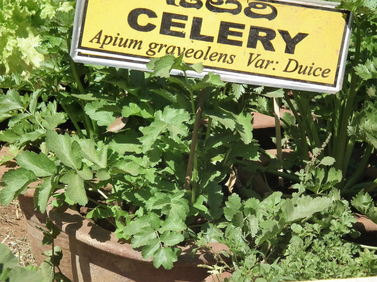 1000 TENDERCRISP CELERY Stalks & Leaves Apium Graveolens Vegetable Seeds