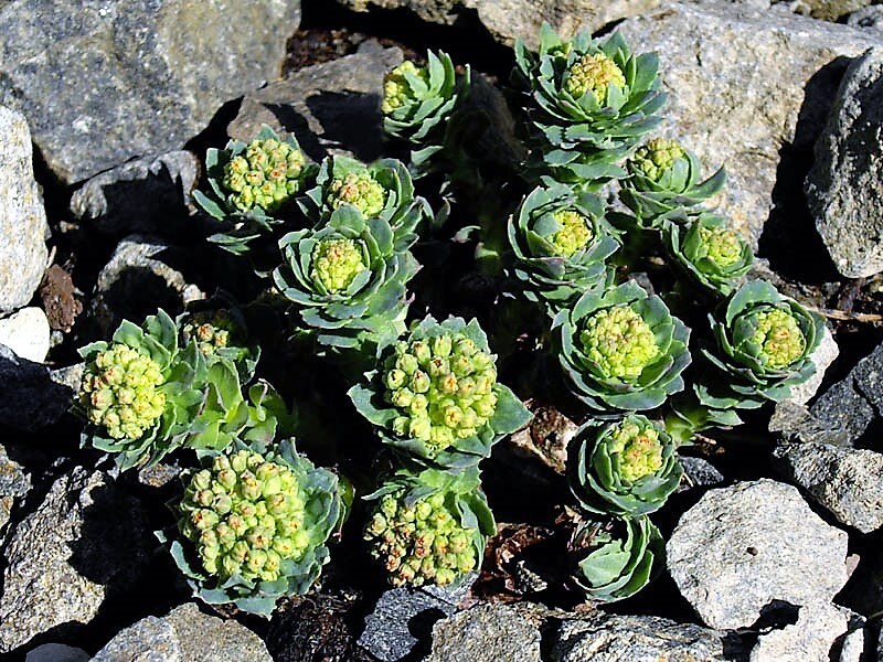 25 Roseroot Stonecrop (Rhodiola Rosea) Seeds