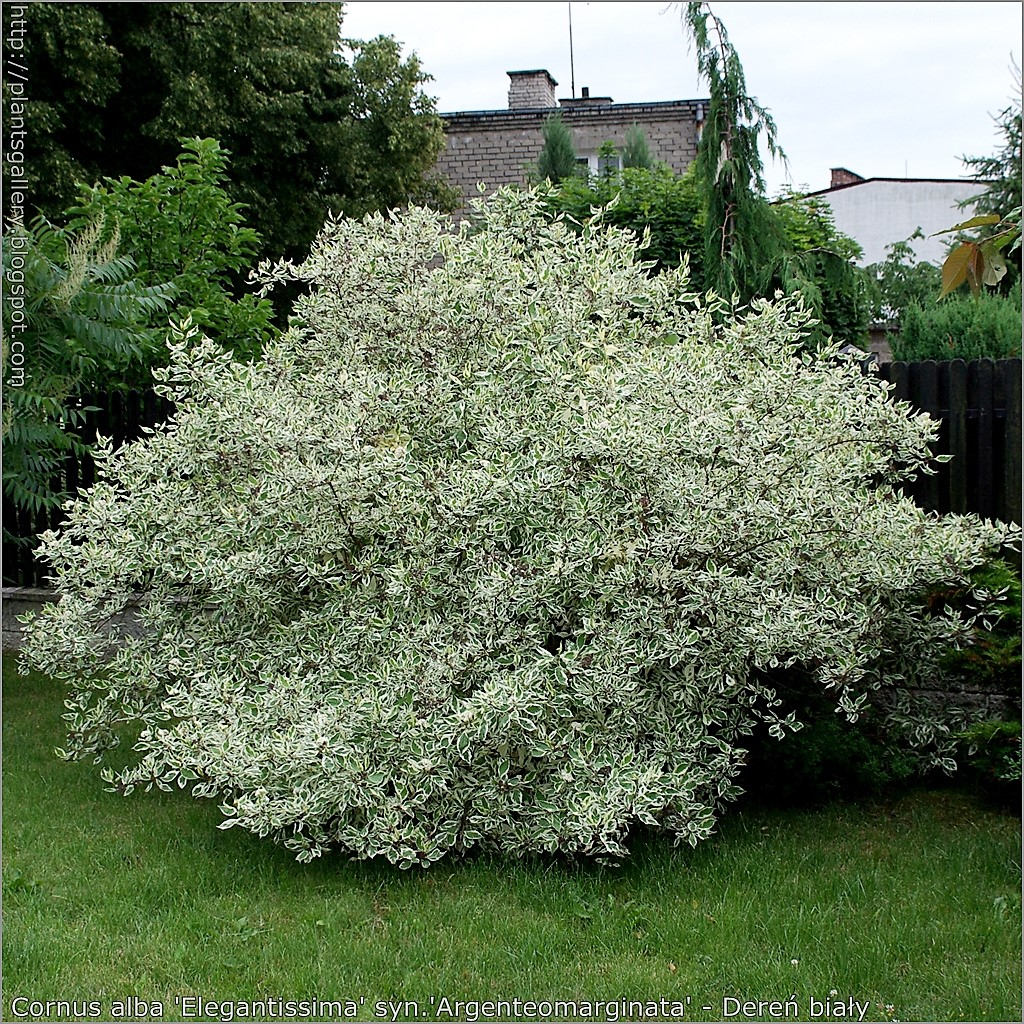 25 Fire and Ice Dogwood (Cornus Alba) Seeds