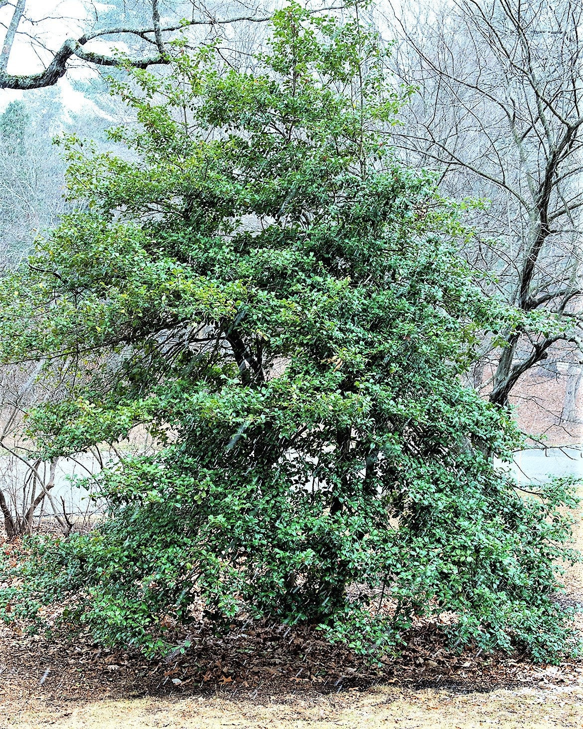American Holly (Ilex opaca) Seeds – 40 ct