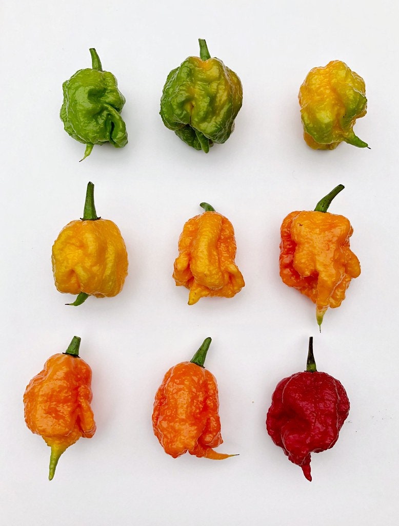 10 Red Carolina Reaper Pepper (Capsicum Chinense) Seeds