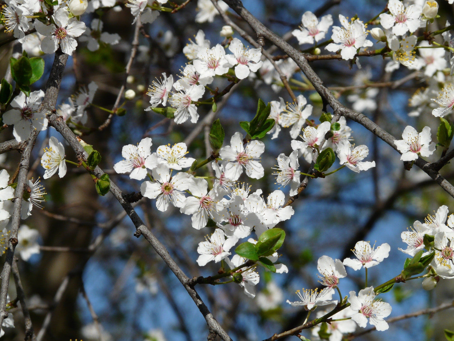 5 American Plum (Prunus Americana) Seeds