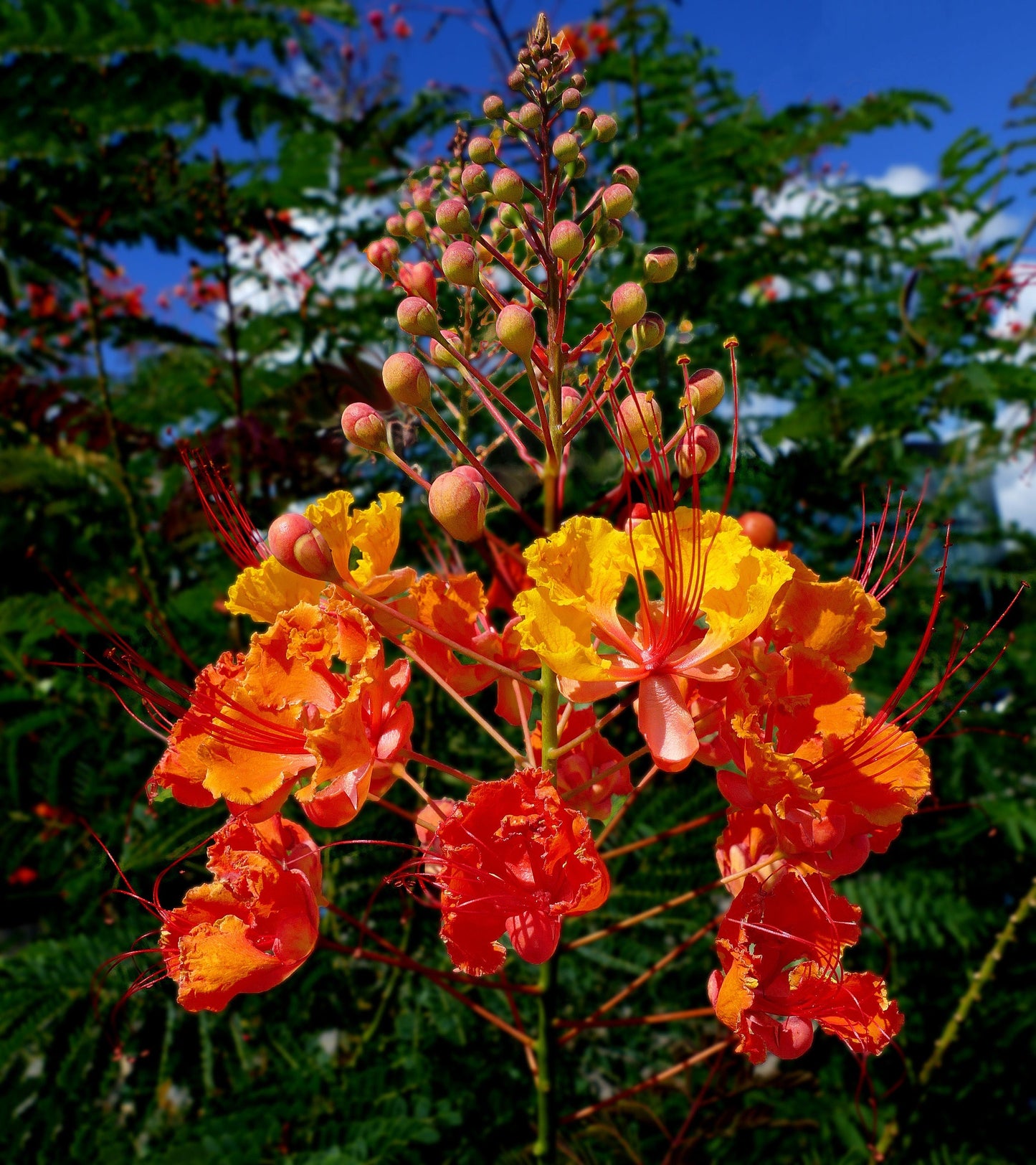 10 Red Bird of Paradise (Caesalpinia Pulcherrima) Seeds