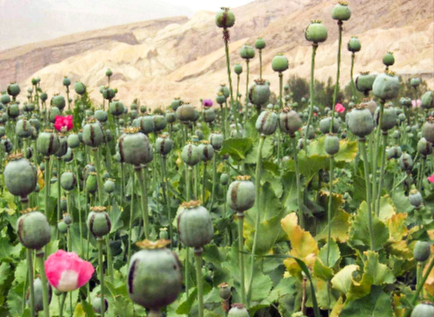 250 Afghan Blue Poppy (Papaver Somniferum) Seeds