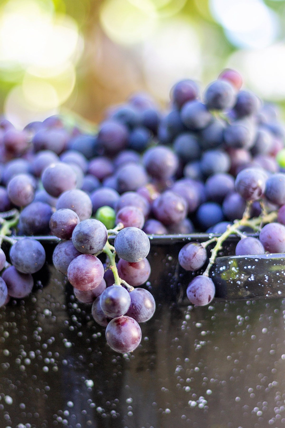 10 Purple CONCORD GRAPE Fruit Vine Vitis Labrusca White Flower Seeds