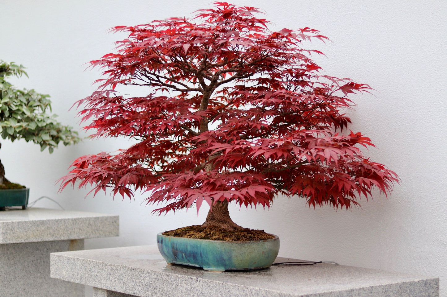 10 Red Japanese Maple (Acer Palmatum) Seeds