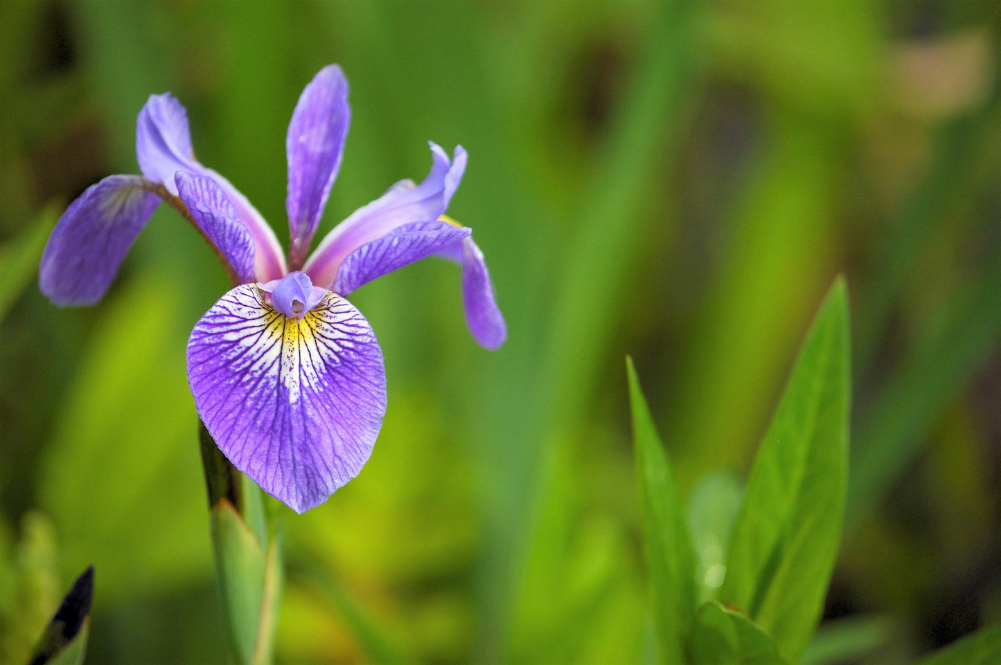 25 BLUE FLAG IRIS Versicolor Seeds