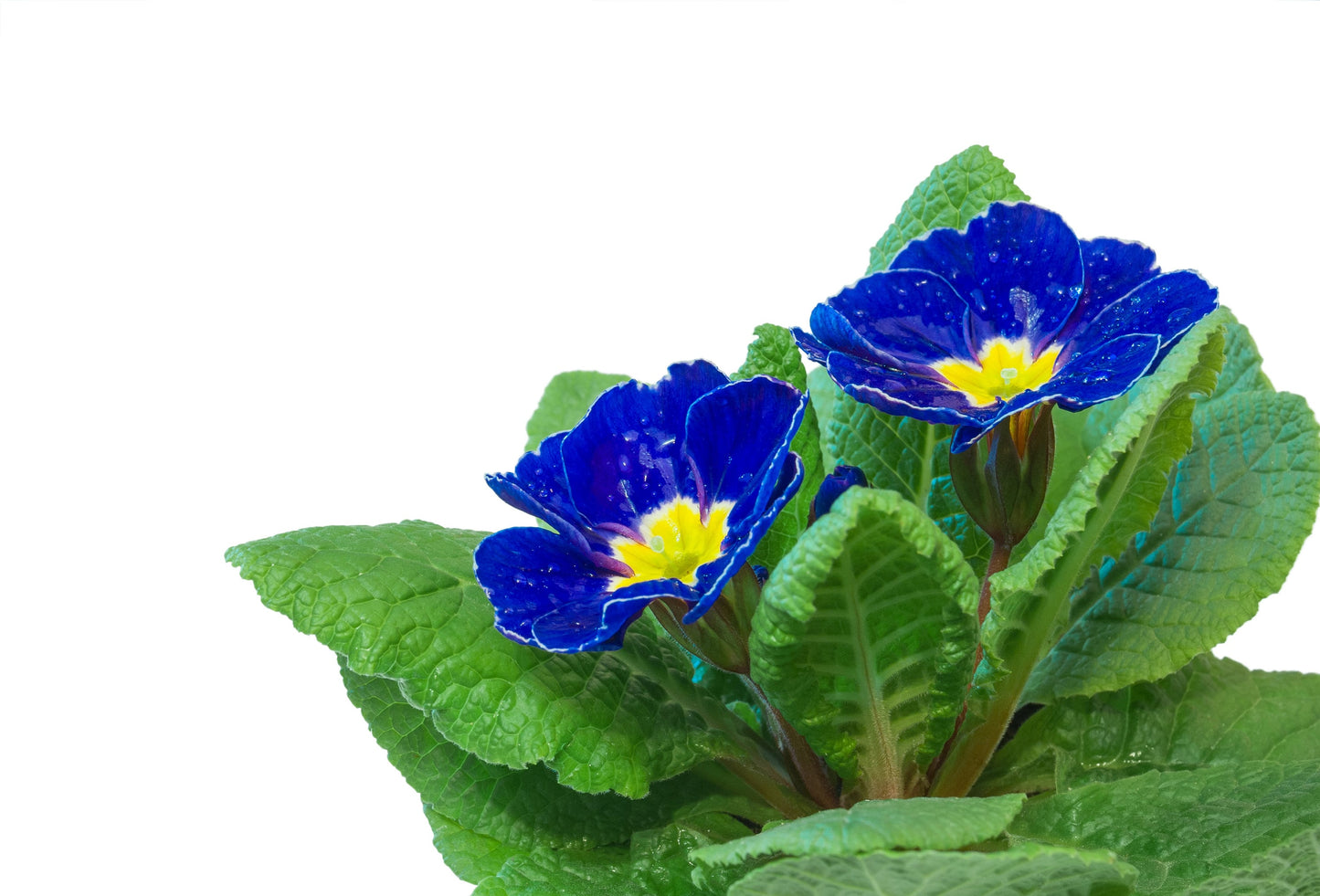 15 Accord Blue English Primrose (Primula Vulgaris) Seeds