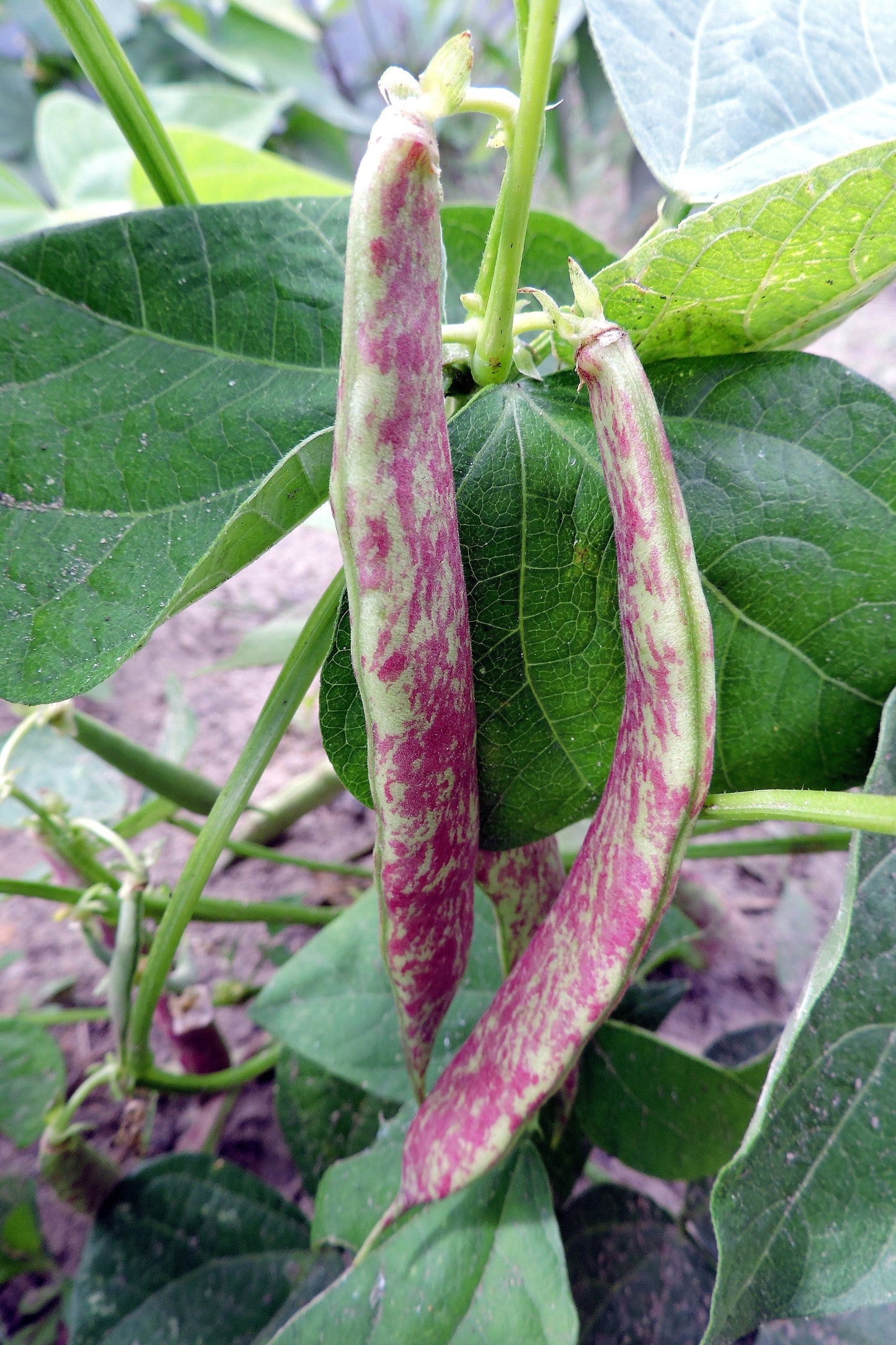 50 Dragon Tongue Wax Bean (Phaseolus Vulgaris) Seeds