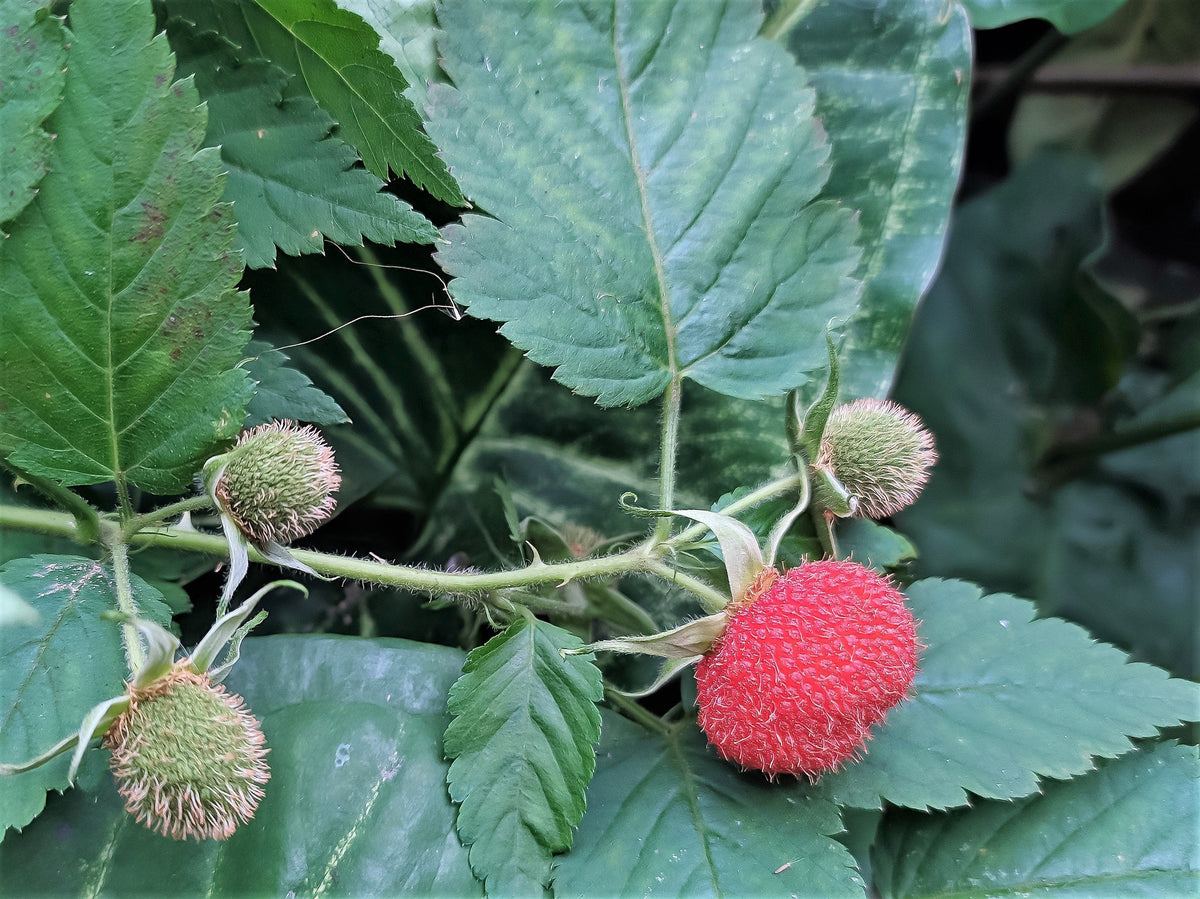 20 AUSTRALIAN RASPBERRY aka Queensland & Atherton Raspberry Rubus Probus Red Berry Fruit Shrub Seeds