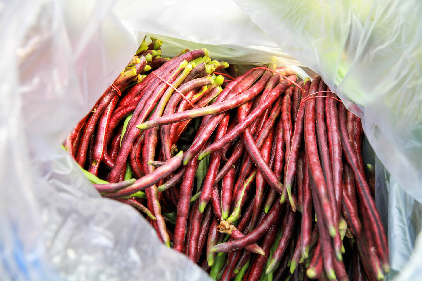 100 Red Ripper Cowpea (Vigna Unguiculata) Seeds