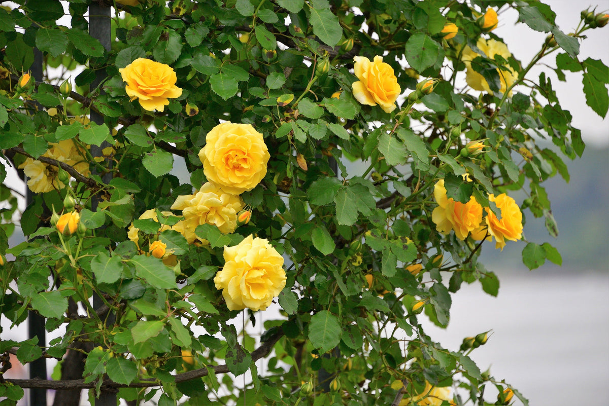 5 YELLOW CLIMBING ROSE Rosa Bush Vine Climber Fragrant Butterfly Flower Seeds