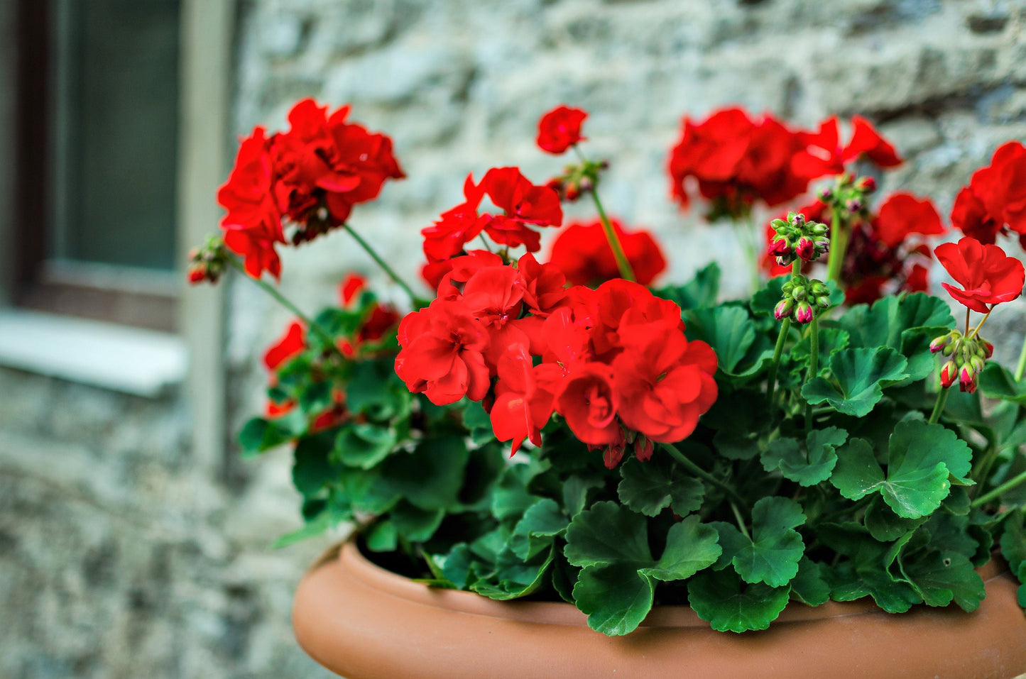 10 Mixed Colors Geranium (Pelargonium Zonale) Seeds