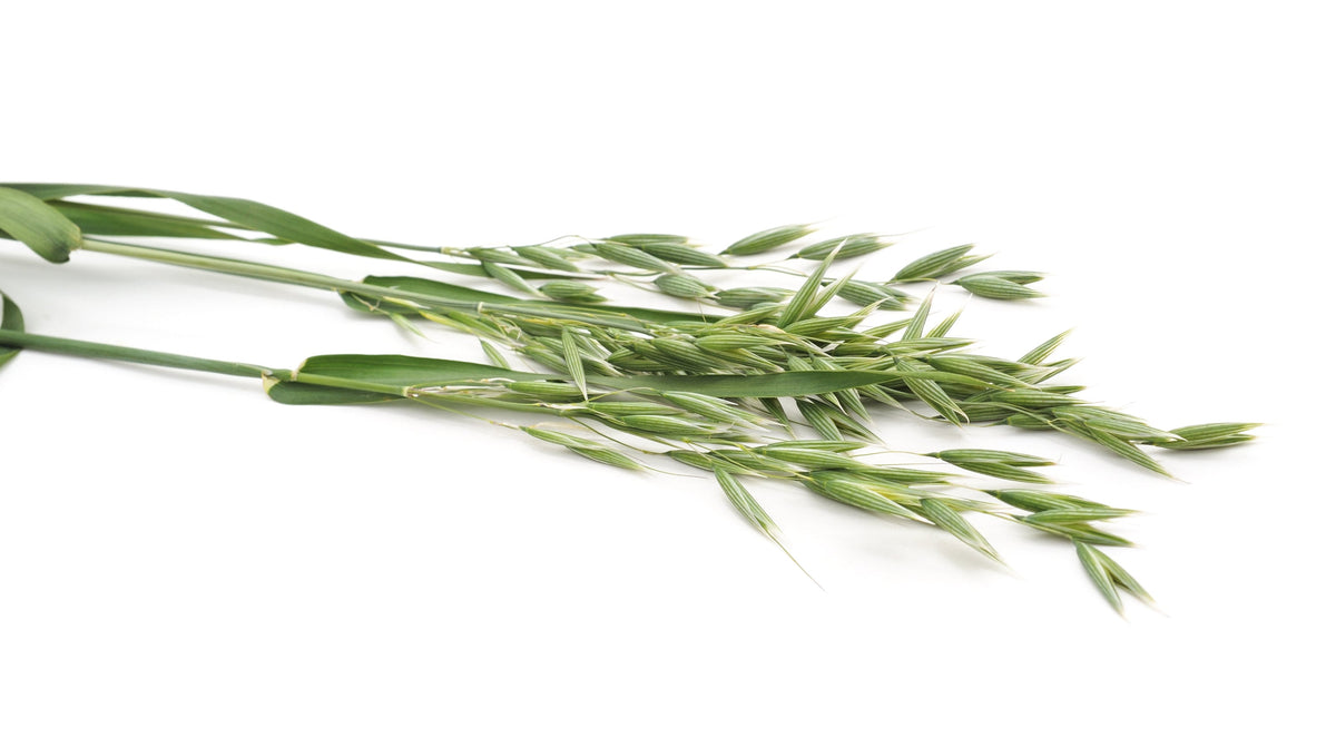 250 Certified ARMOR OAT Oats Avena Sativa Cereal Grain Seeds