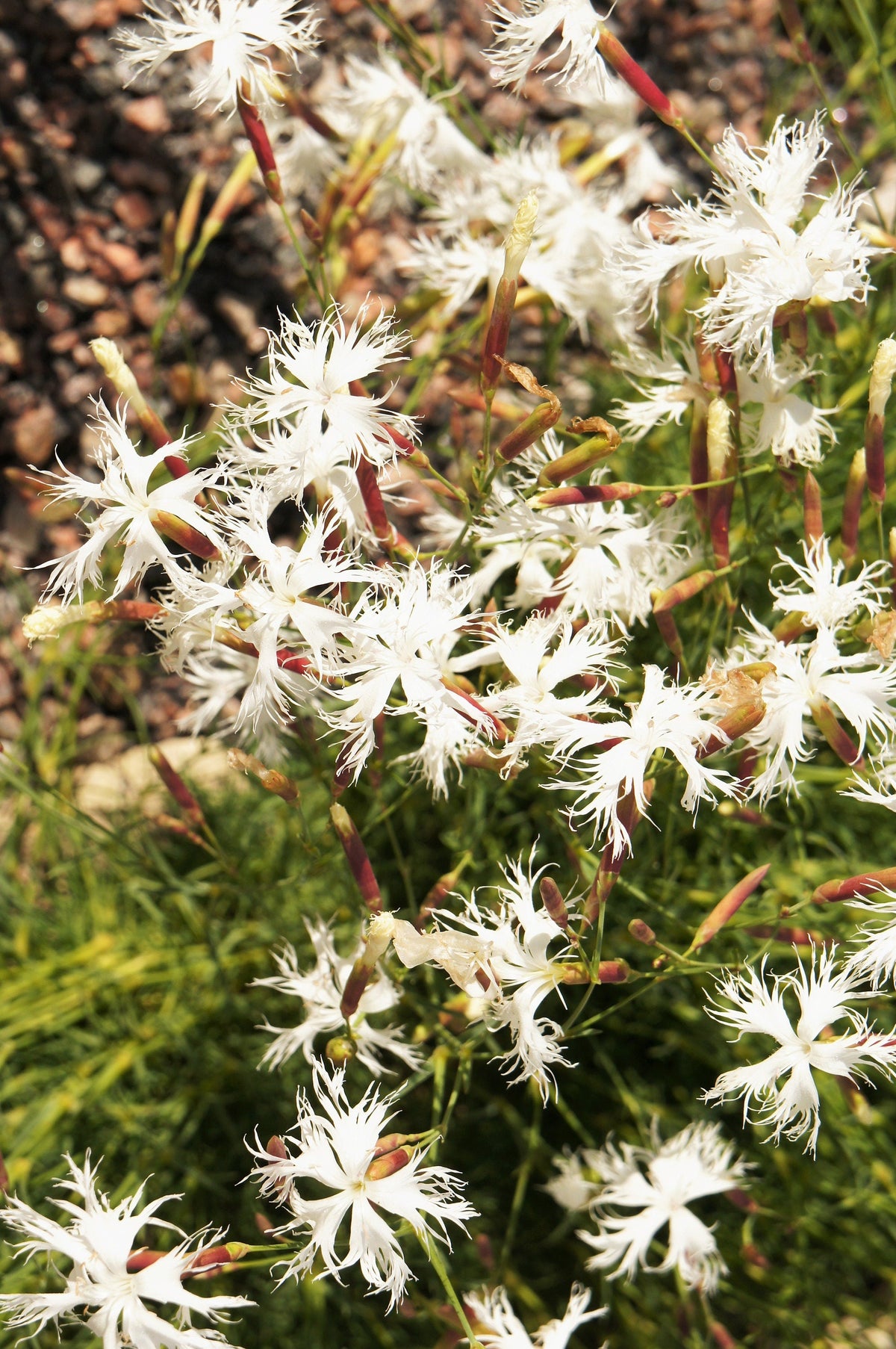Little Maiden Dwarf Dianthus (Dianthus arenarius) Seeds – 25 ct