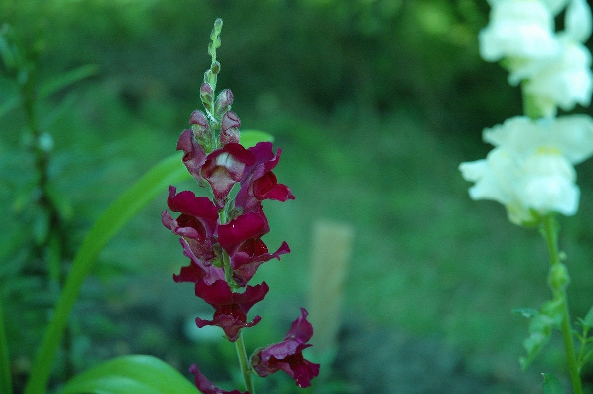 250 ' WELCOME ' SNAPDRAGON Antirrhinum Majus Dark Crimson Red Near Black Gothic Garden Flower Seeds